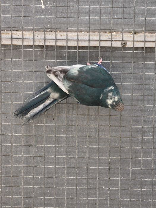 Kakarikis Verdes, Amarelos, Azuis, Cremes, Spangle