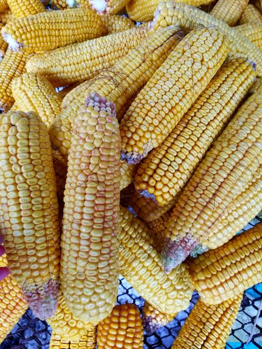 Кукурудза в качанах 2025