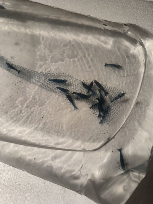 Krewetki sakura red  i blue velvet