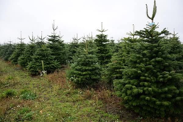 Jodła Kaukaska z Danii,Pomorza,świerk, Cięte oraz doniczkowe