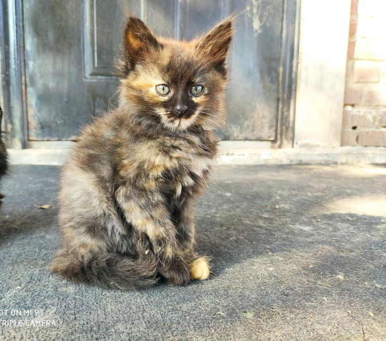 В добрі руки кошеня