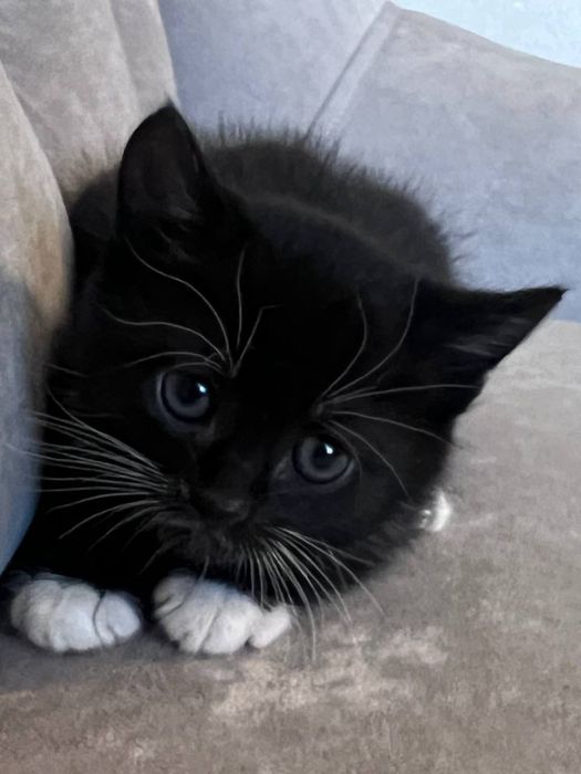 Кошеня в добрі руки