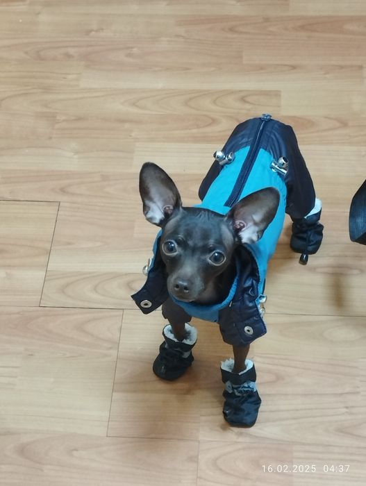 Ищем девочку для вязки.