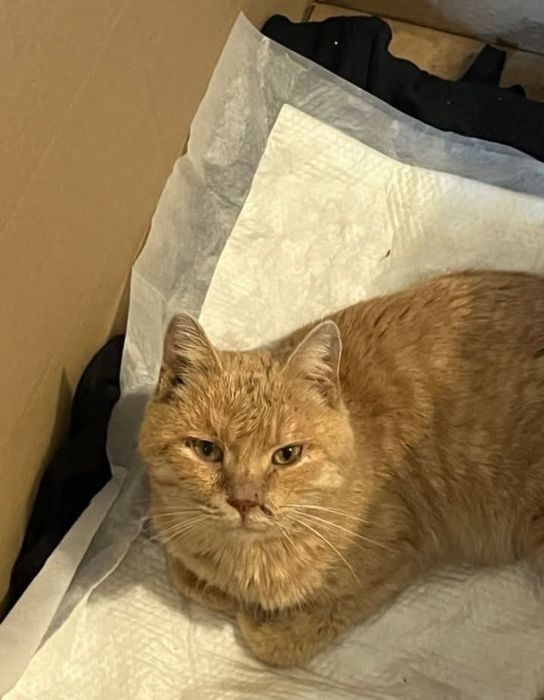 08.02 25р. знайшли котика, якого збила машина, р-н Казбет