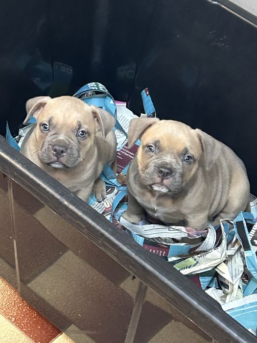 American Bully Pocket