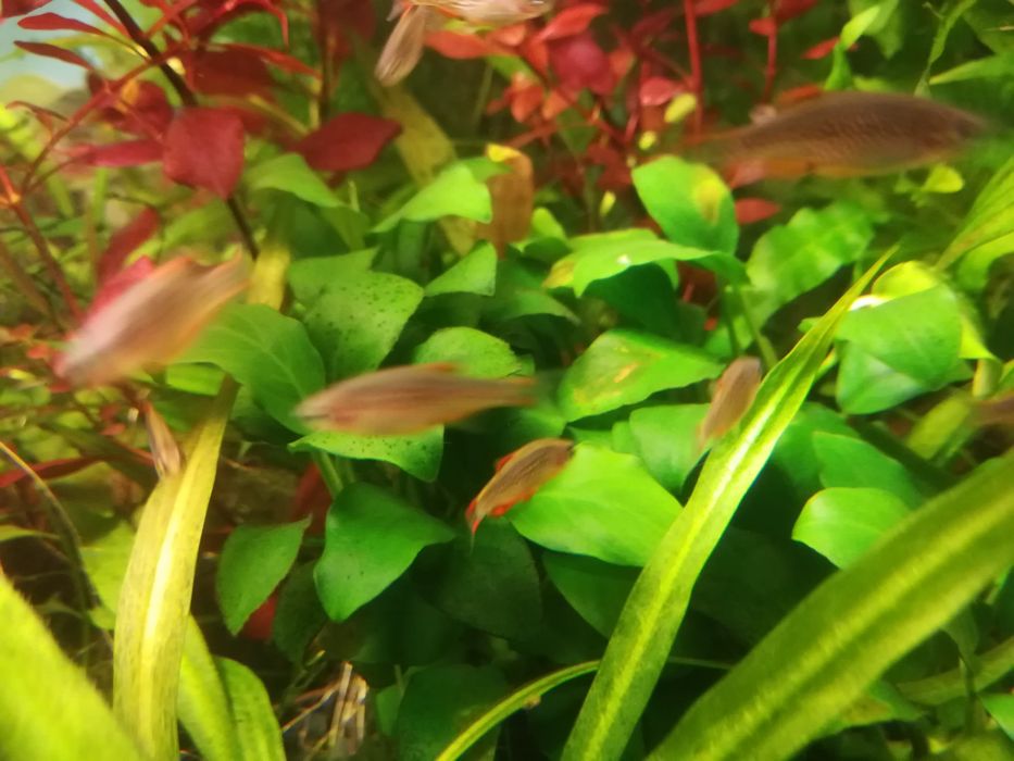 Roślina akwariowa Anubias, anubiasy