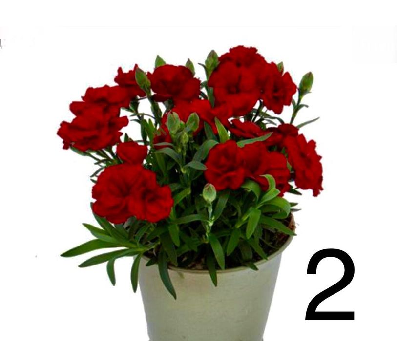 Гвоздика Оскар черенок саджанці