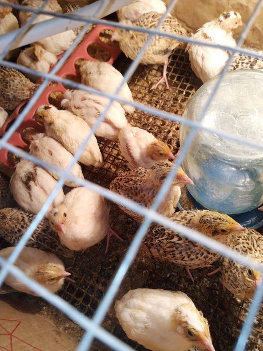 Яйцо инкубационное куры пасхальные, гуси мамуты, цесарки, перепела