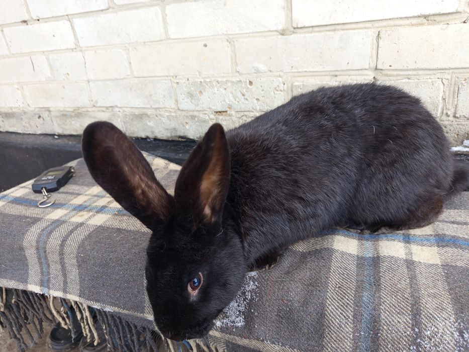 Кролики та кролички