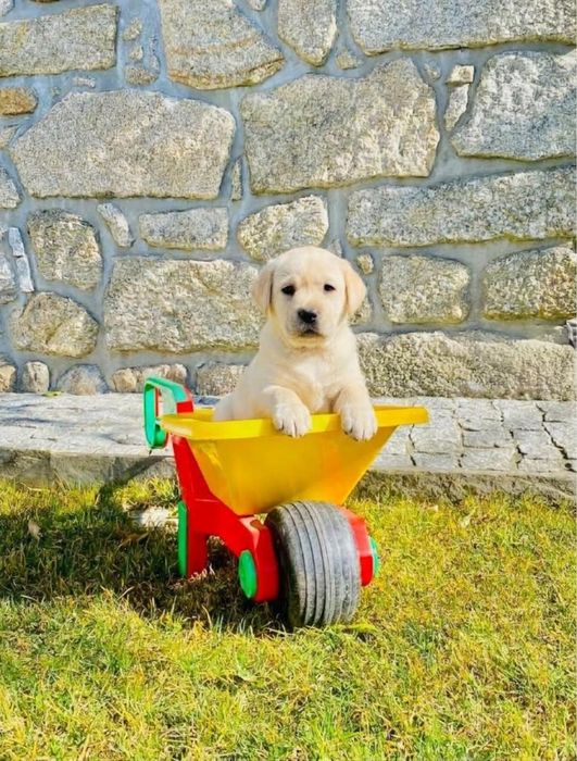 Labrador Retriever descendente de campeão