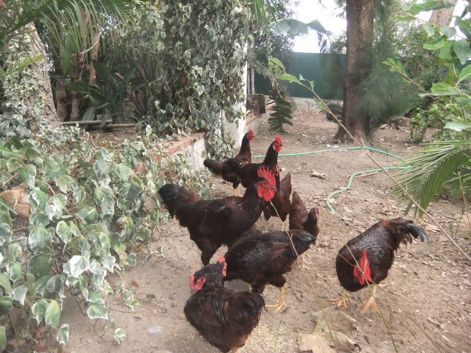 vendo frangos raça Rhode Island Red