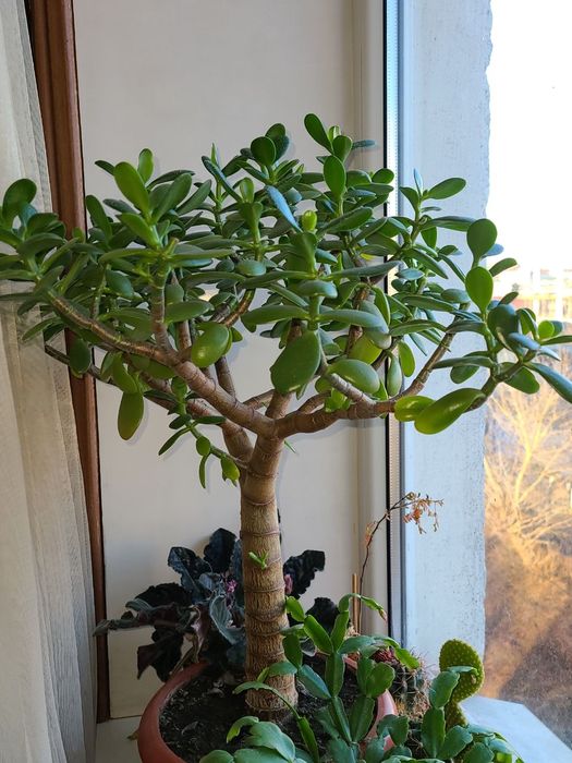 Грошове дерево або красула