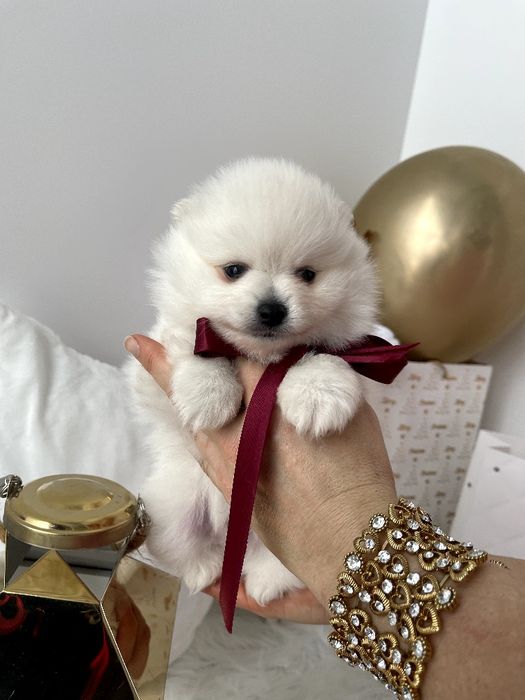 Померанські шпіци  краса з характером