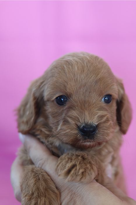 Cavapoo F2B suczka