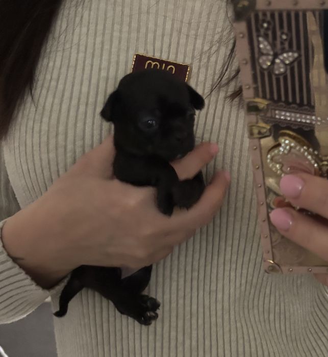 Chihuahua dziewczynka  malenka