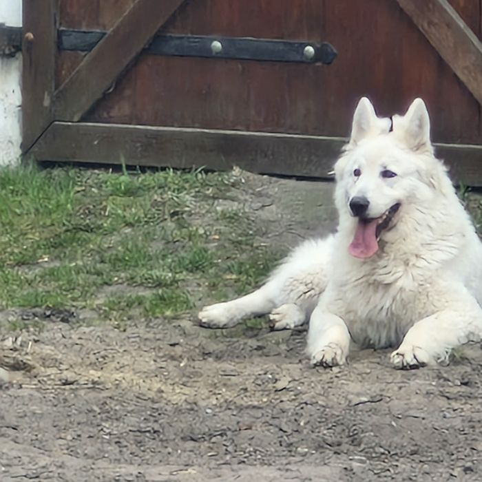 Biały owczarek szwajcarski