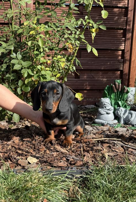 Jamnik miniaturowy samiec