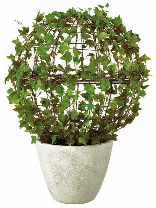 Плющ  вечнозеленый. Отростки. Цветы в Офис. Дизайн.