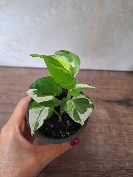 Сциндапсус глобал грін, неон, ен джой, марбл квін ( мармурова королева