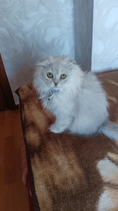 Шотландка довгошерсиа 3 міс хлопчик