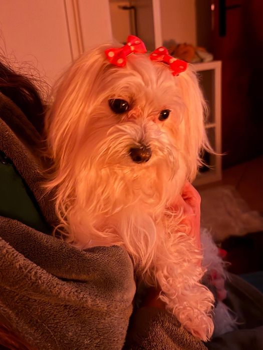 Estadias em Hotel Familiar para Cães