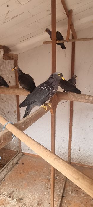 Pombo oliva- casal