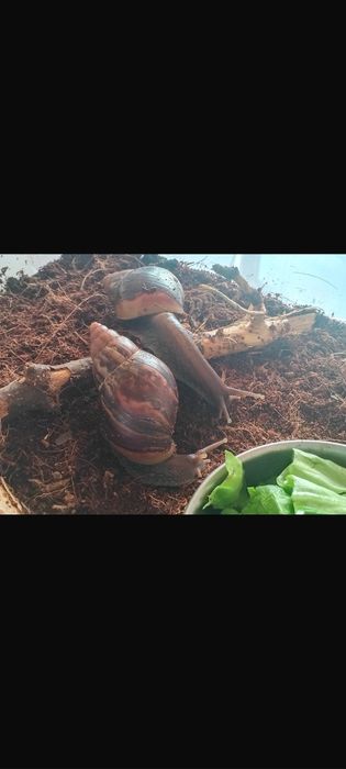 Lissachatina Fulica standard