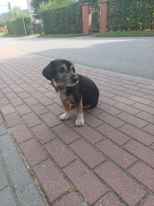 Znaleziono pieska przy ul. Kasztanowej