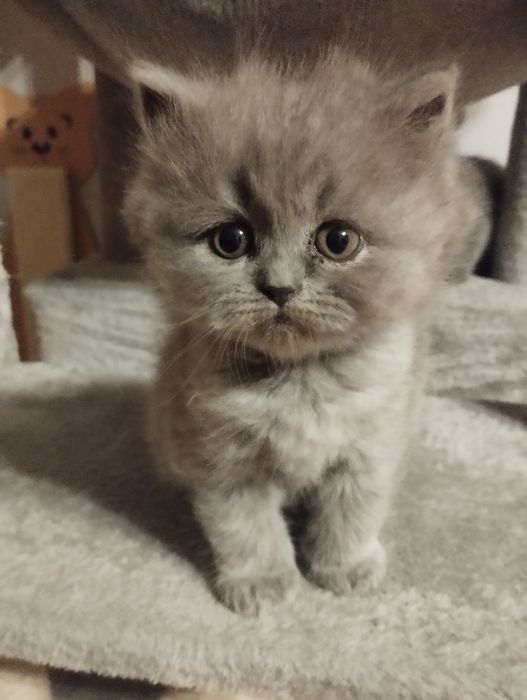 Kotka brytyjska niebieska