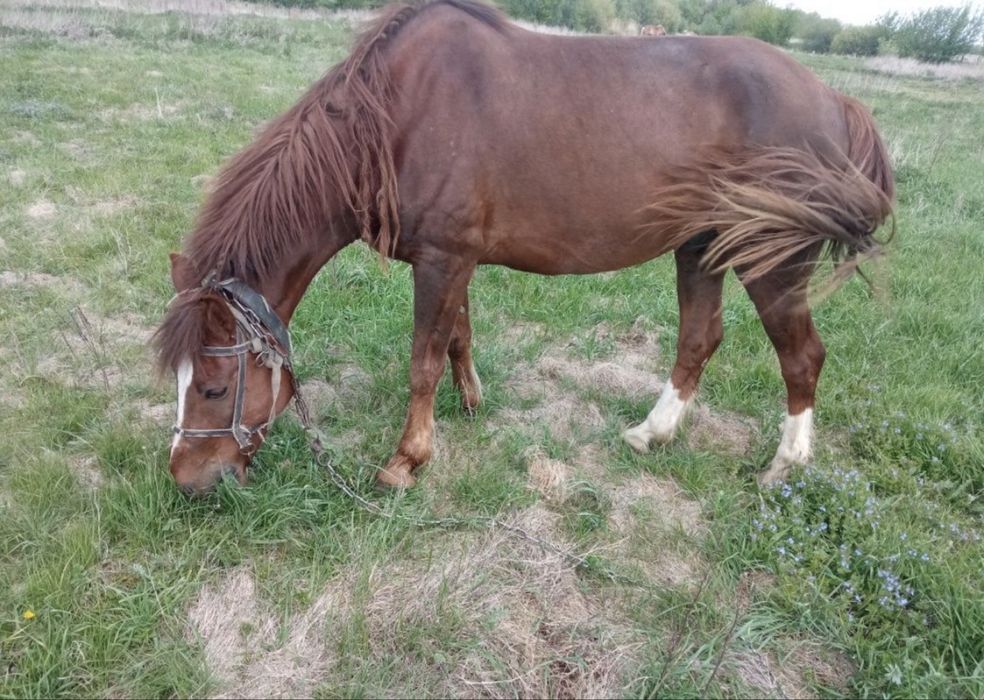 Продам 2 коня срочно!!!