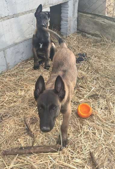 Owczarek belgijski malinois