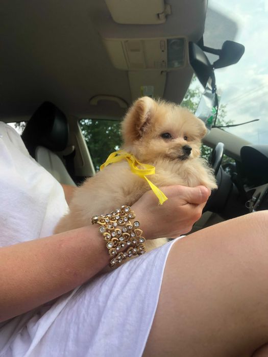 Помапу — 4 пухнасті принцеси шукають новий дім