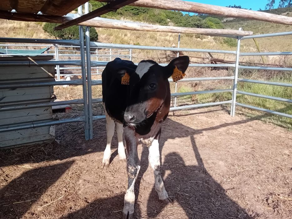 Vendo 2 vitelos frisios com mais de 4 meses