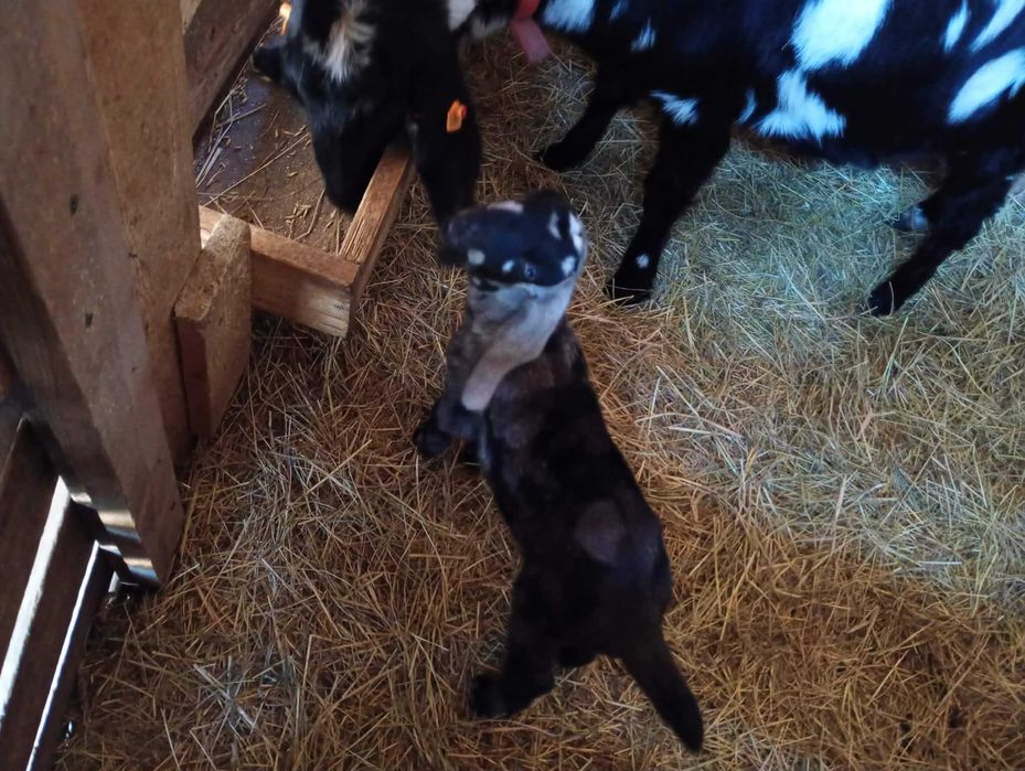 Koziołek Anglonubijski