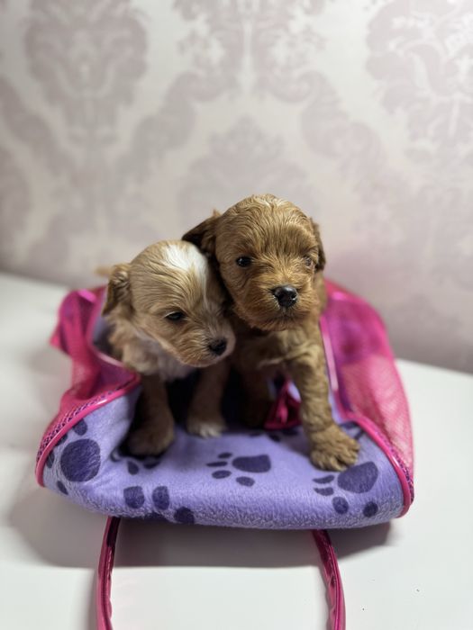 Мальтипу мальтіпу