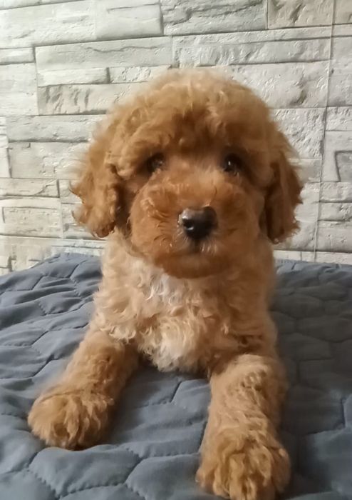 Милий хлопчик пудель