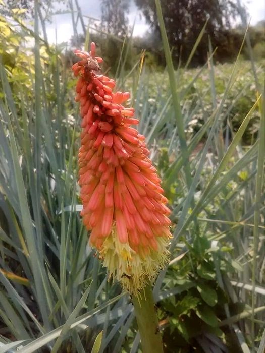 Котовник, іссоп,кніфофія, флокси, гвоздика, гравілат