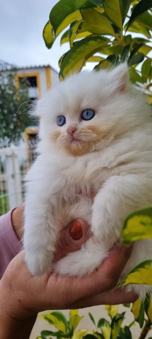 Gatinho persa para adoção