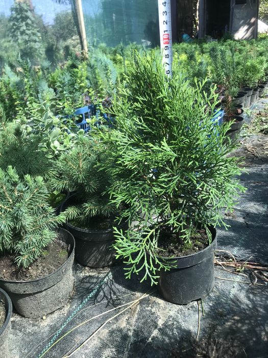 Туя смарагд, різні розміри Полтава