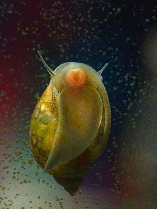 Vendo caracóis physa