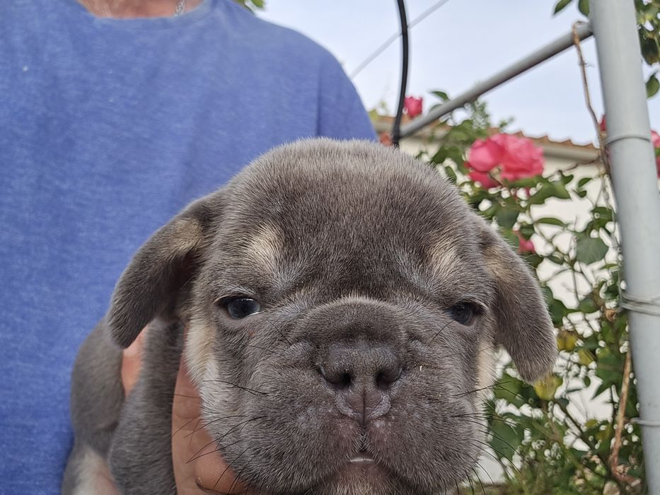 Buldogue Francês macho de cor rarro isabella lindo
