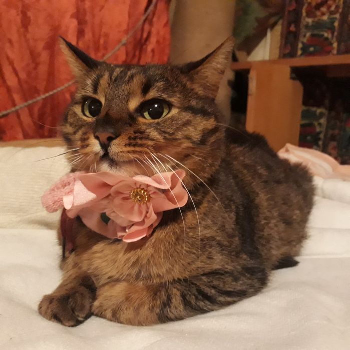 Кошка добрейшая,  собеседница, друг