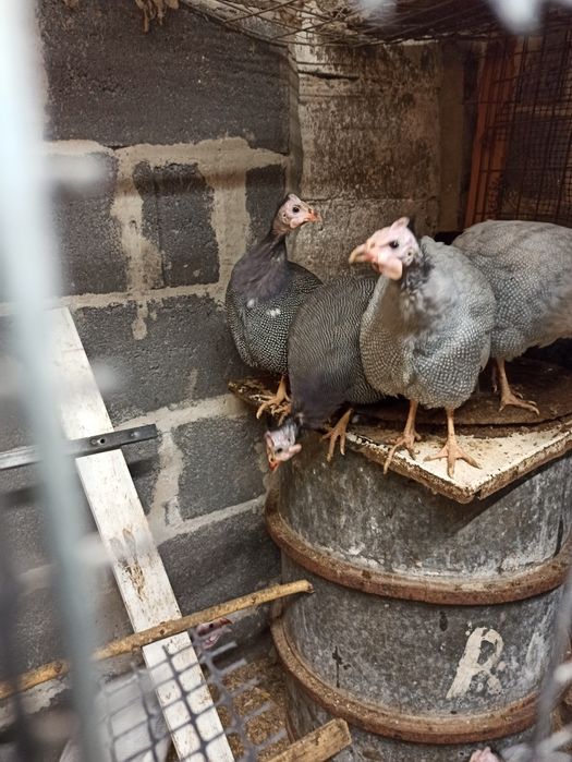 Perliczki samice i samce