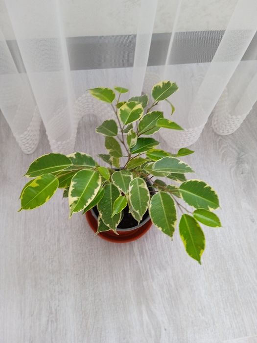 Продам фікуси Кінкі