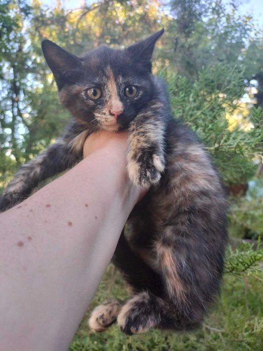 Кошеня у добрі руки