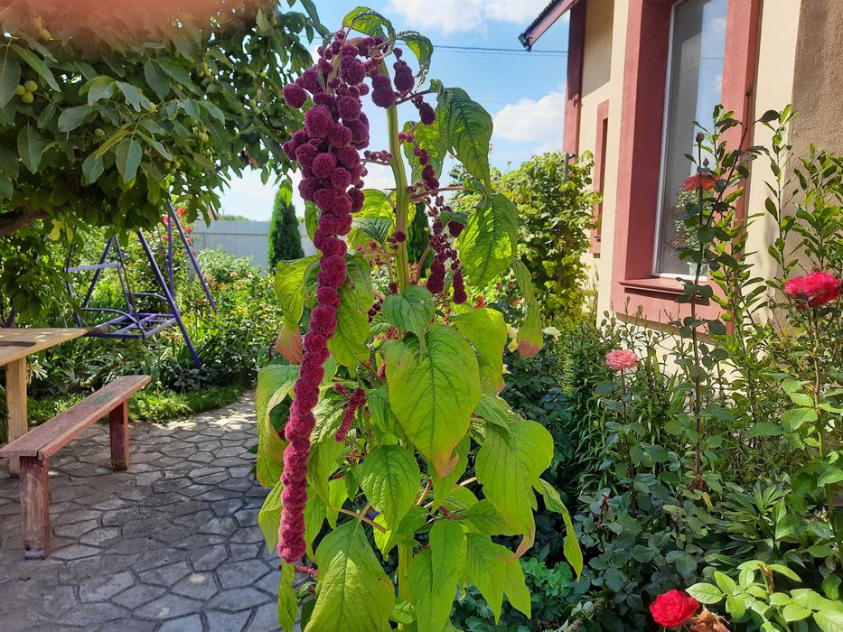 Насіння амаранту декоративного. Високий і низький. Красота!