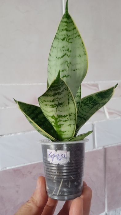 Хані Крем Медіопікта Пагода Фаворит Блек Драгон Лайм Деніс