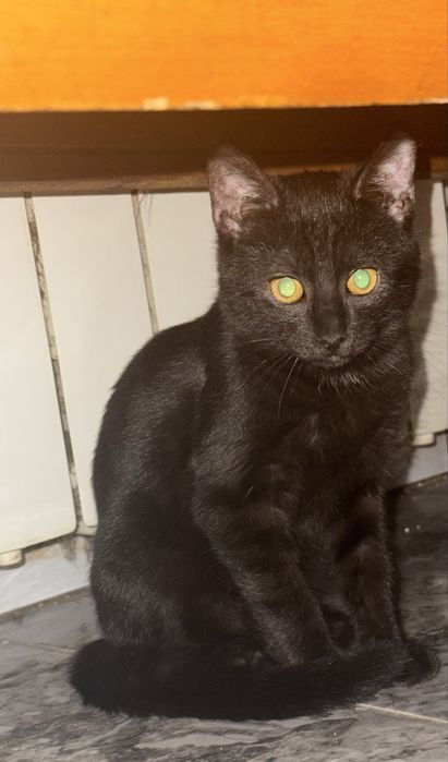 Koty do wydania w dobre recę