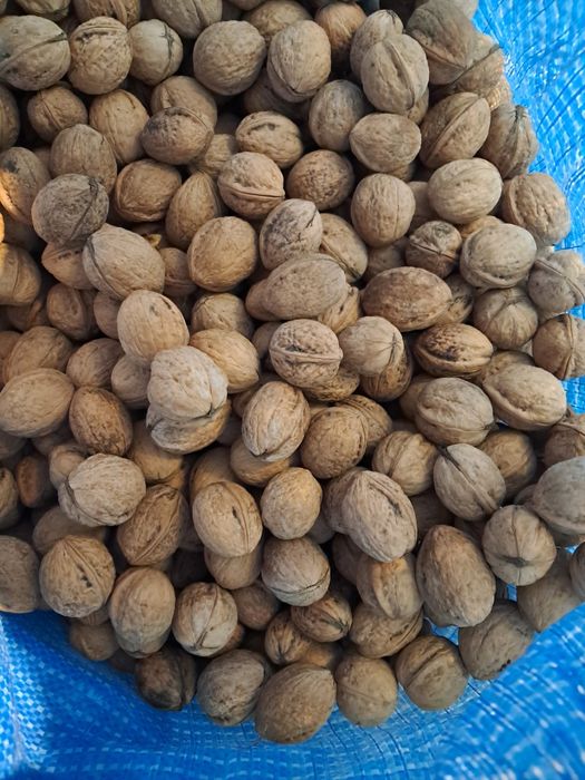 Orzechy włoskie całe