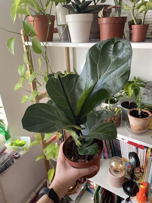 Лірата фікус бамбіно